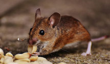 24 Hour & Emergency Exterminators in Salisbury, MD